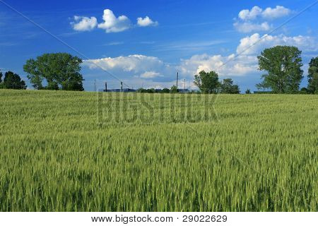 Ladscape ที่ springtime