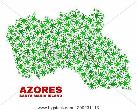 Vector Cannabis Santa Maria Island Map Collage. Concept With Green Weed Leaves For Cannabis Legalize