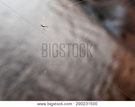 Tiny Spider Lying On Its Web With Background Of Muddy Water