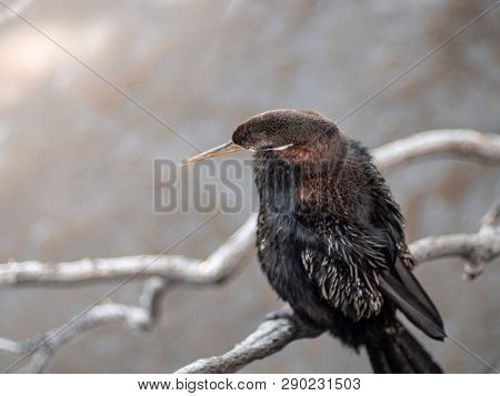 Cormorant Hanging On Dried Tree Branch Over Brisbane River And Looking For Fish.