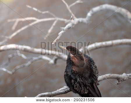 Cormorant Hanging On Dried Tree Branch Over Brisbane River And Looking For Fish.