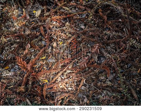 Various Kinds Of Dried Bunch Leaves, Turning Orange, Totally Covering The Ground.