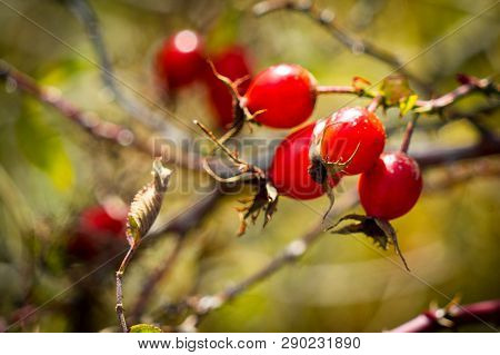 Rosehip Berries On The Branches. Photography In The Fall. Place For Your Text.