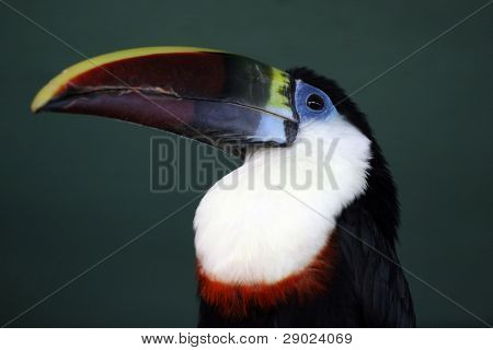 Tukan (Ramphastos vitellinus)