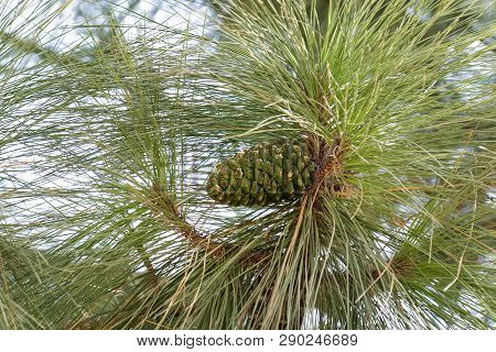 Close Up Of The Young Pine Green Tree With A Green Strobile On A Branch. Concept Of Preserving Conif