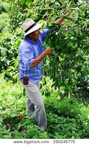 QUINDIO, COLOMBIA, 16 AUGUST, 2018 : Tourists taking part at a guided coffee tour in Quindio, Colombia, South America