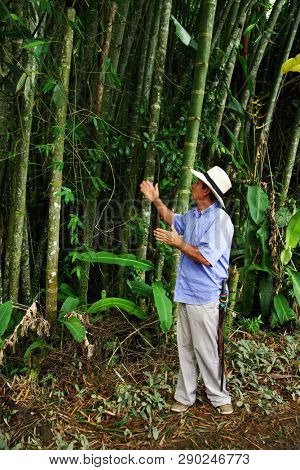 QUINDIO, COLOMBIA, 16 AUGUST, 2018 : Tourists taking part at a guided coffee tour in Quindio, Colombia, South America