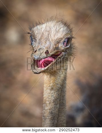 Common Ostrich Struthio Camelus With It's Beak Open And Visible Exposed Inside Of It's Throat.