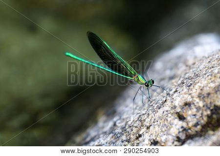 Beautiful Green Damselflies On A Rock In Waterfall ,thailand. Common Green Broadwing Dragonfly.