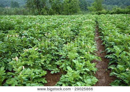 Campo di patate