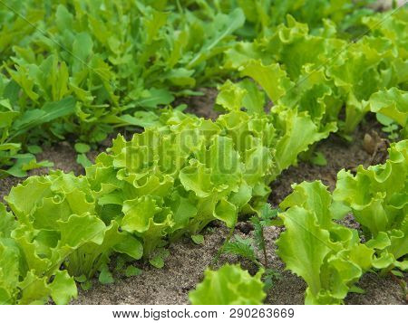 Lettuce Grows In The Open Ground In The Garden. Green Lettuce Leaves On Garden Beds In The Vegetable