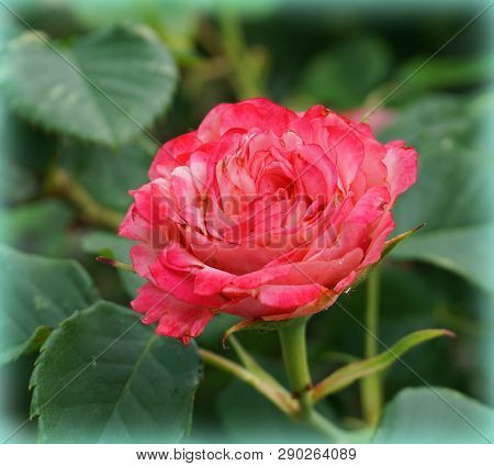 Beautiful Single Rose On Green Background Close Up.