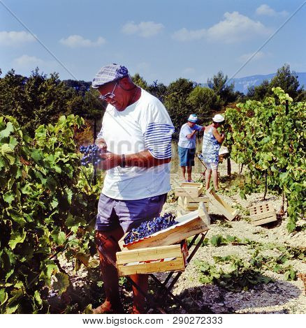Maubec, France-september 21, 2017: People Harvesting Blue Grapes In The Luberon, France