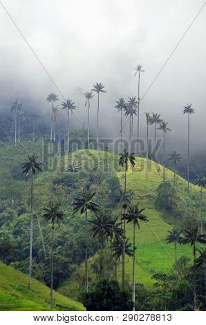 Cloudy landscape on Cocora valley in Cordiliera Central, Salento, Colombia, South America