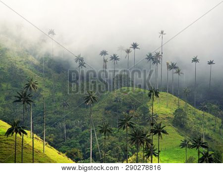 Cloudy landscape on Cocora valley in Cordiliera Central, Salento, Colombia, South America