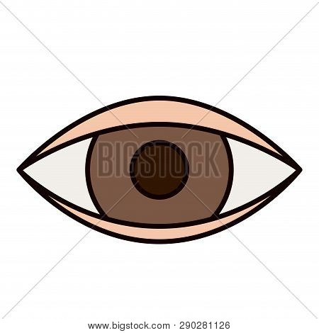 Color Sketch Silhouette Eye Symbol Browser Vector Illustration