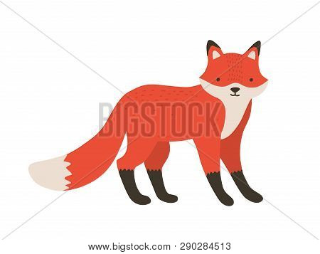 Funny Furry Little Fox. Adorable Lovely Fluffy Forest Carnivorous Animal Isolated On White Backgroun