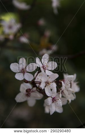 Beautiful Cherry Blossomflowers In Spring Time. Dark Background.