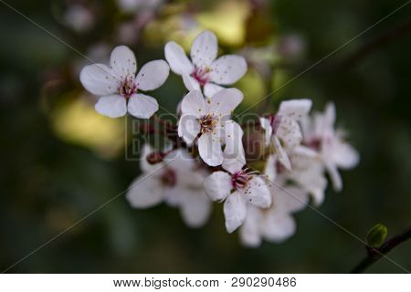 Beautiful Cherry Blossomflowers In Spring Time. Dark Background.