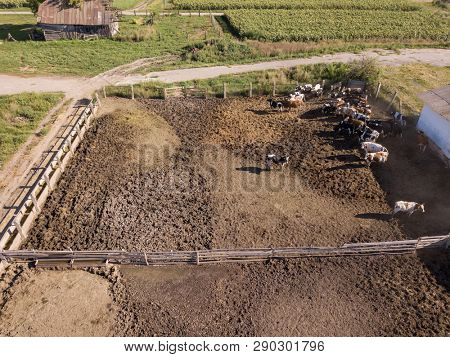 Agricultural farmland with feeding ground for cows. Aerial view from drone. Countryscape with animal farm.