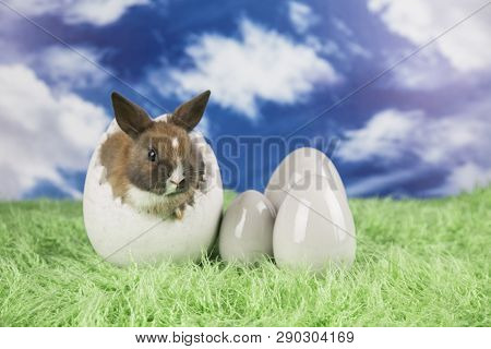 Easter Rabbit In A Shell Of Eggs. Colorful Eggs. Green Grass, Flowers.