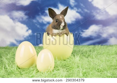 Easter Rabbit In A Shell Of Eggs. Colorful Eggs. Green Grass, Flowers.