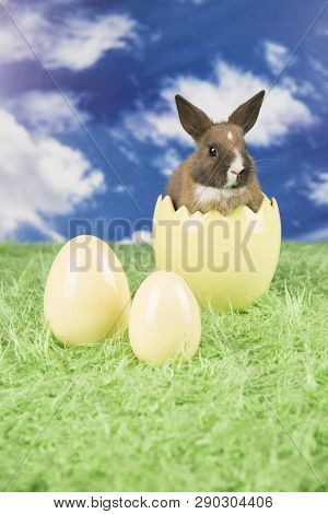 Easter Rabbit In A Shell Of Eggs. Colorful Eggs. Green Grass, Flowers.