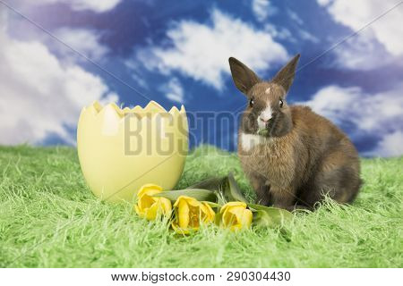 Easter Rabbit In A Shell Of Eggs. Colorful Eggs. Green Grass, Flowers.