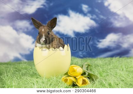 Easter Rabbit In A Shell Of Eggs. Colorful Eggs. Green Grass, Flowers.