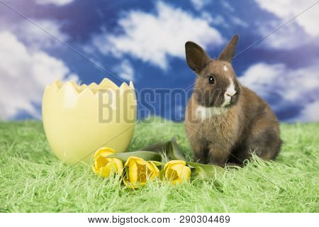 Easter Rabbit In A Shell Of Eggs. Colorful Eggs. Green Grass, Flowers.