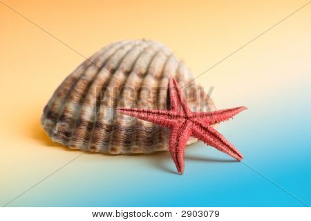 Étoile de mer mode de vie