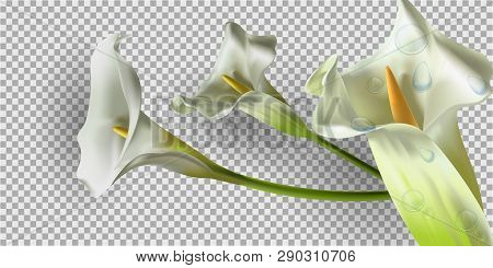 Realistic Kala Flower. For Design Of Leaflets, Banners. Colorful Creative Modern Nature Reality Vect