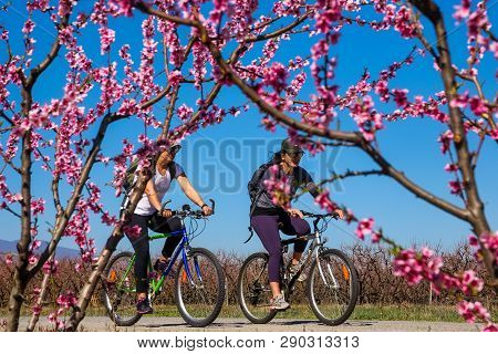 Cycling On The Flowering Peach Trees In The Veria Plain, Organized For The Third Time By The Veria T