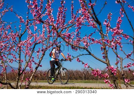 Cycling On The Flowering Peach Trees In The Veria Plain, Organized For The Third Time By The Veria T