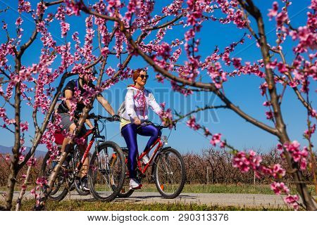 Cycling On The Flowering Peach Trees In The Veria Plain, Organized For The Third Time By The Veria T