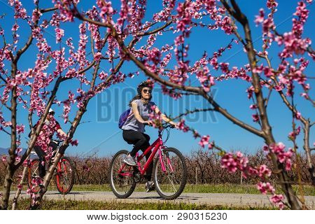 Cycling On The Flowering Peach Trees In The Veria Plain, Organized For The Third Time By The Veria T