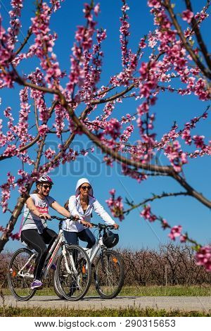 Cycling On The Flowering Peach Trees In The Veria Plain, Organized For The Third Time By The Veria T
