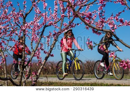 Cycling On The Flowering Peach Trees In The Veria Plain, Organized For The Third Time By The Veria T