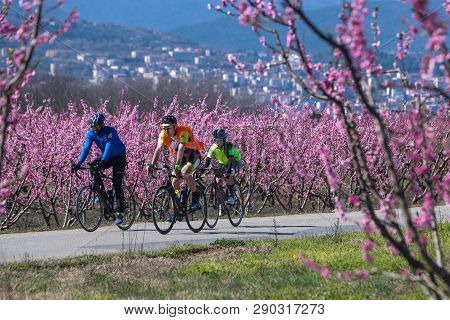 Cycling On The Flowering Peach Trees In The Veria Plain, Organized For The Third Time By The Veria T