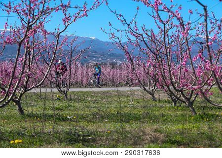 Cycling On The Flowering Peach Trees In The Veria Plain, Organized For The Third Time By The Veria T