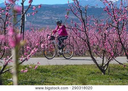 Cycling On The Flowering Peach Trees In The Veria Plain, Organized For The Third Time By The Veria T