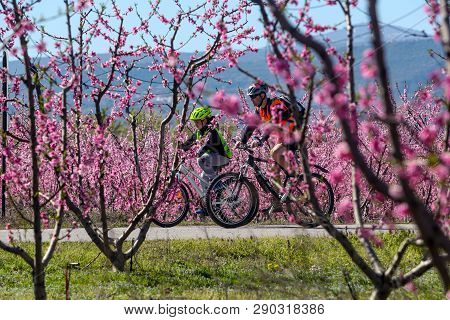 Cycling On The Flowering Peach Trees In The Veria Plain, Organized For The Third Time By The Veria T