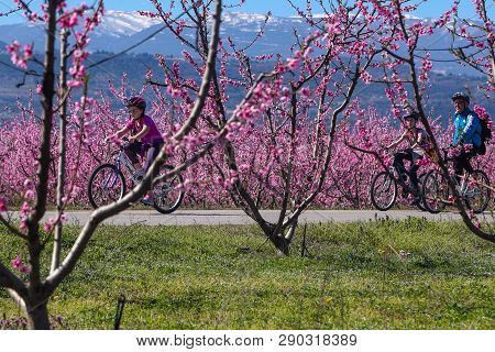 Cycling On The Flowering Peach Trees In The Veria Plain, Organized For The Third Time By The Veria T