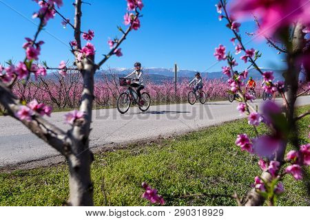 Cycling On The Flowering Peach Trees In The Veria Plain, Organized For The Third Time By The Veria T