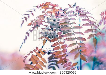 Close-up Autumn Detail Of Chinese Rowan Branch Fruited With Many White Berries And Decorative Fall F