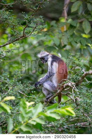Funny monkey Red Colobus on green tree in forest