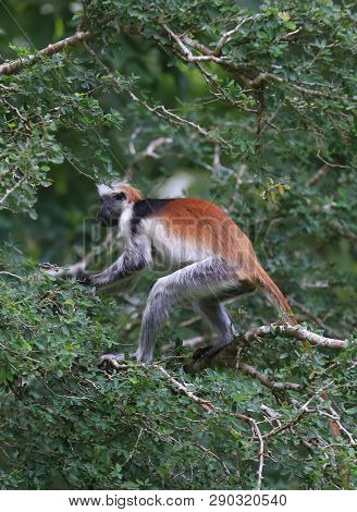 Red Colobus monkey on green tree in forest