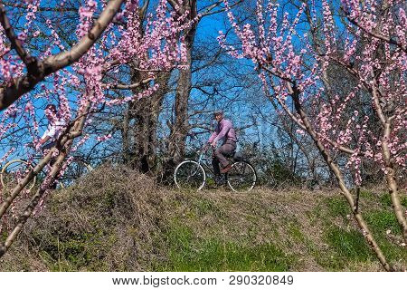 Cycling On The Flowering Peach Trees In The Veria Plain, Organized For The Third Time By The Veria T