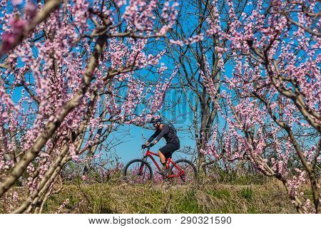 Cycling On The Flowering Peach Trees In The Veria Plain, Organized For The Third Time By The Veria T