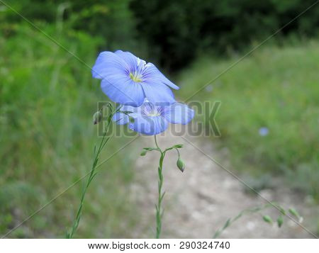Flax Flowers In A Green Forest. Linum Perenne In Sunny Day, Spring Season, Wildflowers For Nature Ba